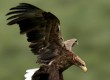 Увидите Полет орлана-белохвоста над Камой