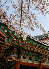 Корея: сезон цветущей вишни
