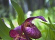 Увидите Северные орхидеи
