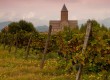 Посетите Виноградники Алазанской долины и традиционные винодельческие хозяйства